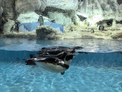 -帝企鹅自助餐厅•儿童岛•真企鹅(长隆企鹅酒店)