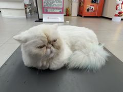 -全心全意动物诊疗中心医院(北苑店)
