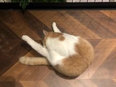 -曲阳花鸟市场(曲阳路店)
