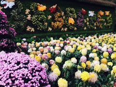 &nbsp;菊花展-汇龙潭