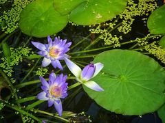 -国家植物园南园