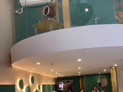 -飞行喵MR PILOT|猫舍·猫咖(静安大融城店)
