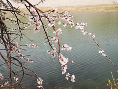 -桃花堤公园