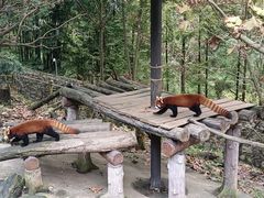 -都江堰中华大熊猫苑