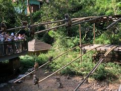 -西双版纳原始森林公园