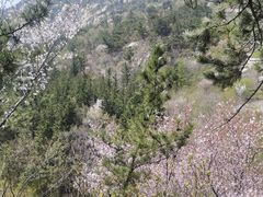 -崂山巨峰游览区