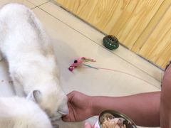 -鼓捣猫呢主题猫咖店