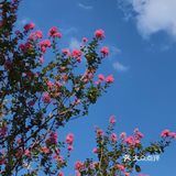 花树旁的咖啡厅