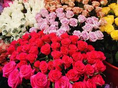 -越秀西湖花市(广州城市广场花卉店)