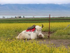 -青海湖国家重点风景名胜区