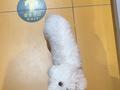 -MARSMART PETS火星宠物超市(1733店)