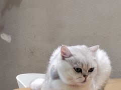 -藏猫猫咖啡主题馆(中央大道店)