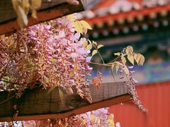 -北京艺术博物馆(万寿寺)