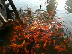 -华雅花园大酒店