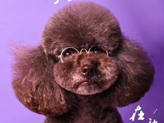 -读宠于你·约克夏比熊·睫角守宫·爬宠售卖(高新店)