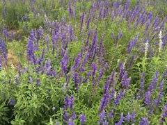 android_upload_pic-薰衣草NE庄园