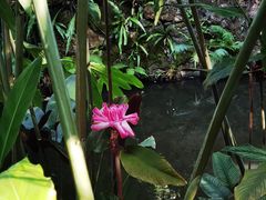 -中国科学院西双版纳热带植物园