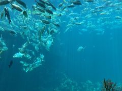 -海棠湾洲际-涛·海底餐厅·美人鱼·自助餐·海底隧道