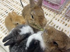 -鹏欣水游城