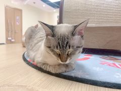 -猫和宫(六道口店)