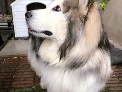 -more than meow吴止猫主题餐厅(承德 中船汇店)