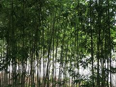 -张家港凤凰山景区河阳山歌馆