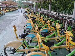 -合肥滨湖国家森林公园