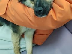 -北京观赏动物医院·24小时大型综合·猫专科·异宠专科