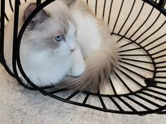 -飞行喵MR PILOT|猫舍·猫咖(静安大融城店)