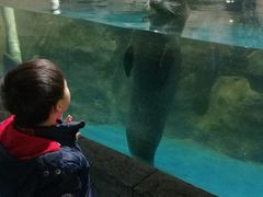 景点&nbsp;&nbsp;&nbsp;与海豹对话-嘉兴海底世界