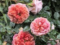 -人民公园(罗湖区)