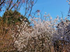 -南山植物园
