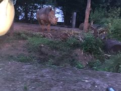 -清迈夜间动物园