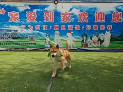-宠物寄养训练学校