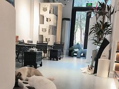 -琪喵猫屋·撸猫猫咖·猫舍