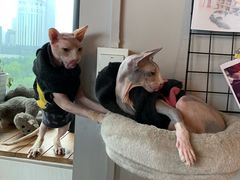 -猫色咖啡·猫咖
