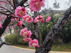 -无锡梅园公园