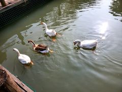 -苏州香山国际大酒店