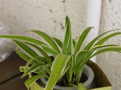 -绿小院(荔湾店)