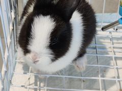 -怪兽屋·羊驼·猫咖·狗咖(俊华广场店)