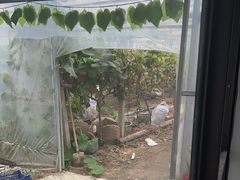 -马陆小张葡萄园农家乐