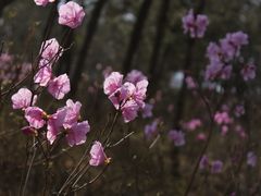 -青岛大珠山景区