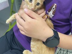 -谐和益家动物医院·免疫绝育·血液透析·宠保定点医院(高新伊藤分院)