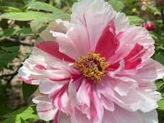 -洛阳郁金香牡丹园