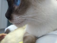 -Heymao猫咖.咖啡厅(东门店)