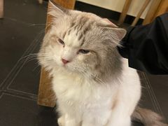 -猫小院猫主题餐厅(南锣旗舰店)