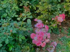 -人民公园(罗湖区)