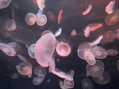 -江和美海洋公园