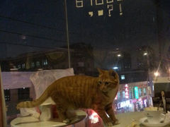 android_upload_pic-三楼上的猫咖啡馆(山师东路店)