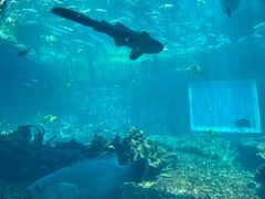 -海棠湾洲际-涛·海底餐厅·美人鱼·自助餐·海底隧道